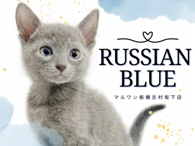【 ロシアンブルー 】東京埼玉エリアに登場！ブルーに輝く大人気の子猫が仲間入り！