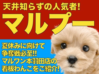 【 MIX 】初めての方必見！おっとり癒し系のぬいぐるみのようなマルプーちゃん