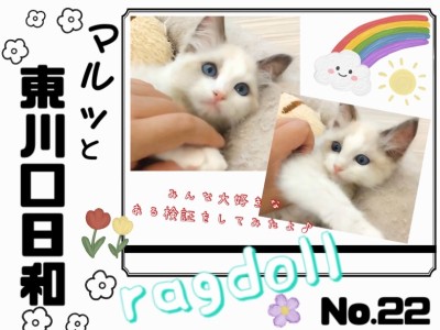 【 マルっと東川口日和No.22 】温厚ラグちゃんの可愛すぎる遊び姿にご注目！