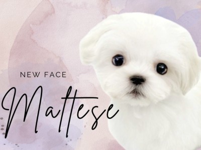 【 マルチーズ 】困りフェイスで皆に笑顔をお届け！マルチーズが志村坂下店に登場