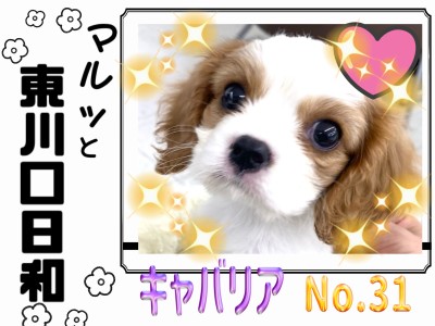 【 マルっと東川口日和No.31 】スキンシップ大好きお嬢様わんこキャバちゃん