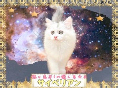 【 サイベリアン 】ふんわりとした雰囲気で心を癒す猫