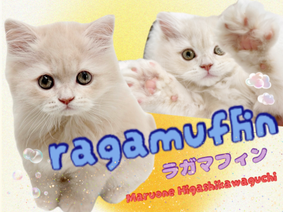 【 ラガマフィン 】優しさ溢れるクリームカラー！おっとりまったり癒し系キャット！