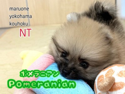 【 ポメラニアン 】マズル極短！毛量たっぷり！ショートボディのたぬきポメ