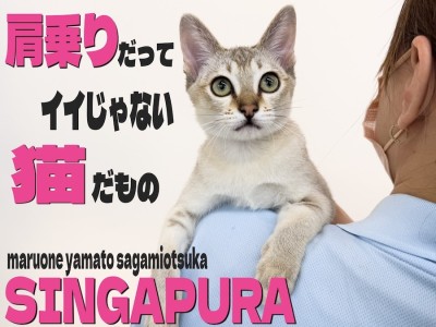 【 シンガプーラ 】肩乗りニャンコを目指す超甘えん坊王子！生後5ヶ月の愛の記録