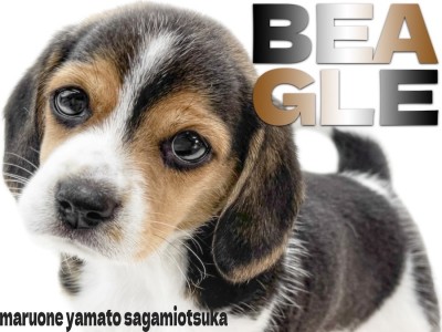 【 ビーグル 】世界中で愛される！好奇心旺盛で毎日が楽しみで溢れるパートナー犬！