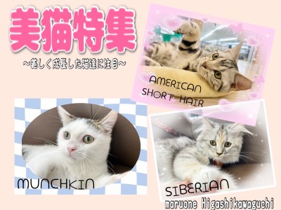 【 にゃんこ特集 】可愛いから美しいに変化を遂げたにゃんこをご紹介！
