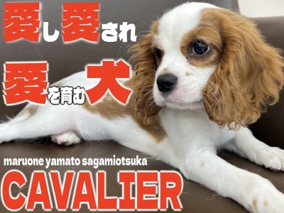 【 キャバリア 】大和市から発信！抱っこが大好き！愛し愛され愛を育む最高の愛犬に