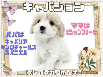 【 キャバション 】スタイル抜群！小顔の美形！キレイ系キャバション！
