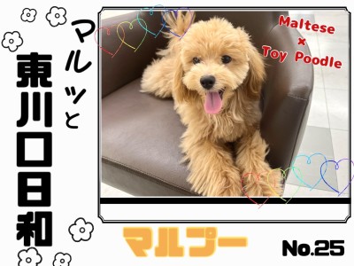 【 マルっと東川口日和No.25 】生後半年！お散歩練習中のマルプーくん！