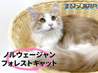 【 ノルウェージャン 】犬のような甘えん坊な性格に幸せホルモンが爆発必至！！