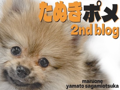 【 ポメラニアン 】可愛さMAX！更に愛らしさを極めたたぬきポメの2ndブログ