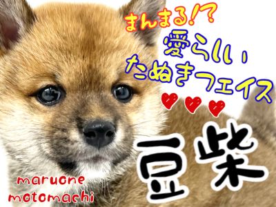 【 豆柴 】赤毛の豆柴ちゃんはたぬき顔！横浜元町店に堂々の登場♪