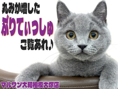 【 ブリティッシュ 】顔も体も丸さも大和市NO.1!?癒し系猫を迎えたいなら今！