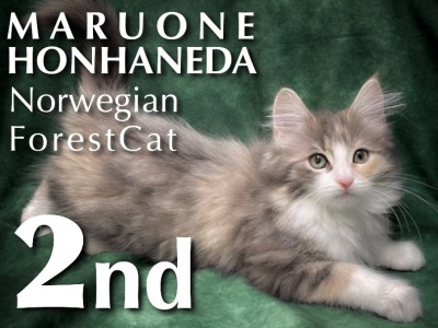 【 ノルウェージャンフォレストキャット 】生後三ヶ月の北欧生まれの美猫の魅力に迫る！
