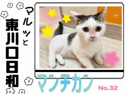 【 マルっと東川口日和No.32 】マシュマロボディの懐っこボーイ、マンチくん