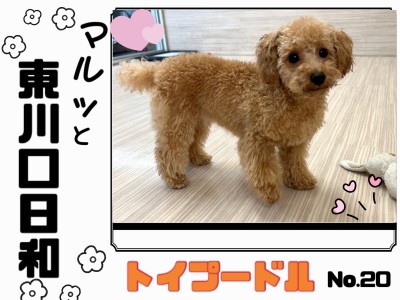 【マルっと東川口日和 No.20】完璧わんこ！遊び上手なトイプーちゃん！