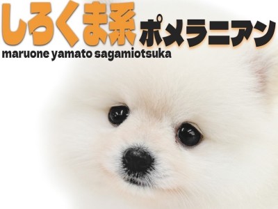 【 ポメラニアン 】しろくまポメ？たぬきポメ？可愛くてスター性抜群の白ポメ！