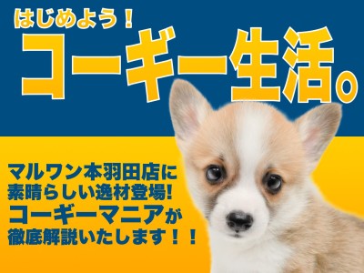 【 コーギー 】毎日が食パンまつり！この体型・この性格は控えめに言って最高です！