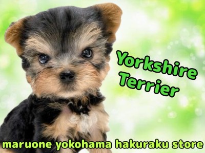 【 ヨークシャーテリア 】クールな見た目の裏に隠れた愛らしさ！