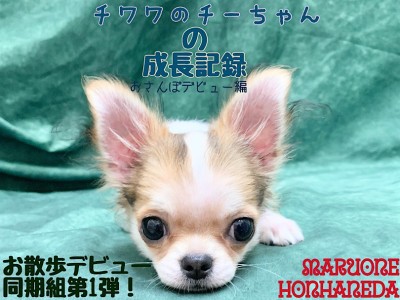 【 チワワ 】それぞれのお散歩デビュー第1弾！ウキウキちーちゃんの巻！