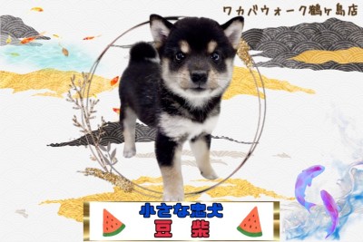 【 豆柴 】小さくってもキリっとイケメンな黒豆ちゃん！