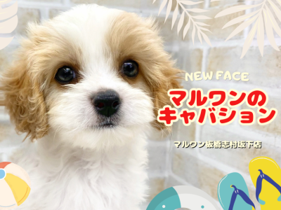【 MIX 】マルワンのミックス犬といえばキャバション！入店初日から注目の的！
