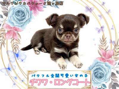 【 チワワ 】大人気チョコタンカラーの女の子が仲間入り！