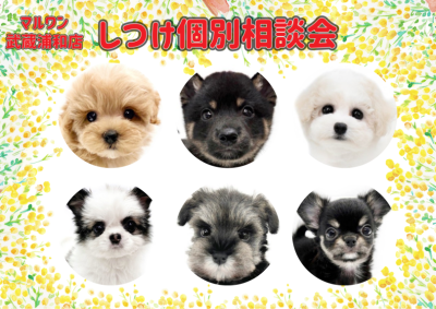 【 しつけ個別相談会 】愛犬との絆の結び方レクチャーとお悩み相談！
