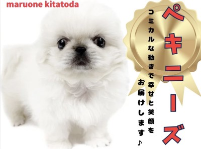 【 ペキニーズ 】犬界のホワイトライオン入店！鼻ぺちゃ顔好きの方必見！