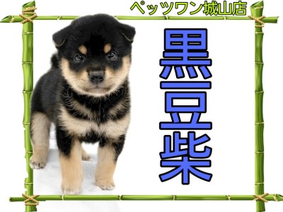【 豆柴 】へそ天もできる！人馴れ抜群の豆柴ちゃん登場