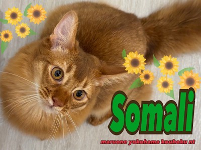 【 ソマリ 】生後6ヶ月の美ボディソマリくんと多頭飼いはじめませんか？