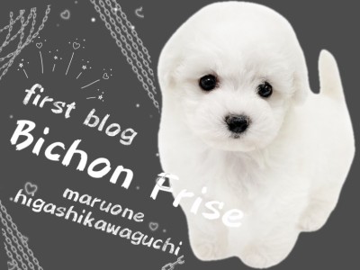 【 ビションフリーゼ 】愛され度注目度No.1！大人気の激かわビションちゃん！