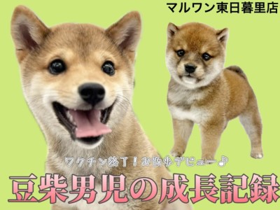 【 豆柴 】生後5か月の体重2.9kg！最強エンジェルスマイルに胸キュン確定！