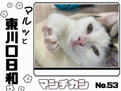【 マルっと東川口日和No.53 】短足マンチくんのまったりタイムに密着！