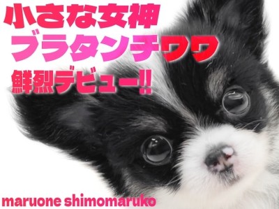【 チワワ 】母性本能くすぐる愛らしさの持ち主！白黒カラーで小さめサイズの女の子