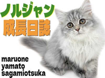 【 ノルウェージャン 】毛量も甘えん坊さもパワーアップ！生後3ヶ月半の成長記録