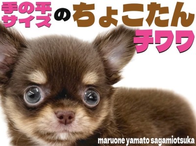 【 チワワ 】圧倒的な小ささと圧倒的な可愛さで大人気のチョコタンカラーの男の子！