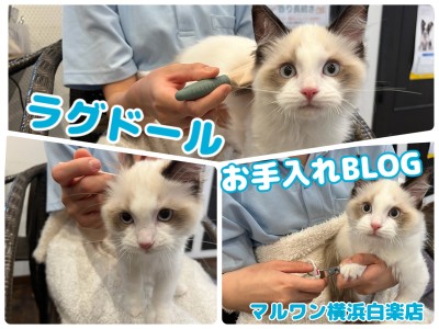 【 ラグドール 】温厚にゃんこ代表！抱っこもできる甘えん坊男子のお手入れに密着！