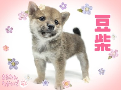 【 豆柴 】おっとりマイペースな性格で飼いやすさ抜群！穏やかな甘えんぼ王子！