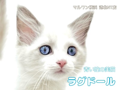 【 ラグドール 】息を呑むほど美しい瞳を持つ、ラグドールの男の子をご紹介！