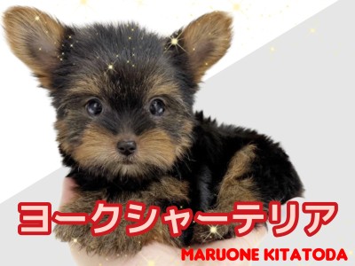【 ヨークシャーテリア 】北戸田に小さめ体型の穏やかでフレンドリーな女の子入店！
