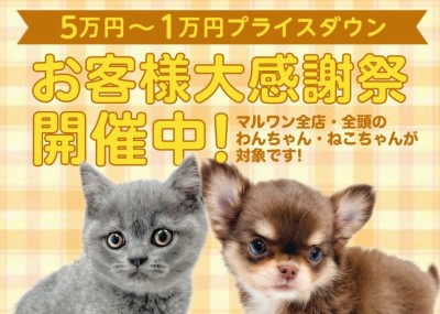 【 お客様大感謝祭 】ペットをお迎えする方へマルワンからプレゼント企画スタート！