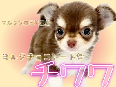 【 チワワ 】ミルクチョコ風味の柔らかい雰囲気をまとったチョコタン系男子が登場！