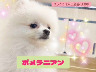 【 ほっこり北通vol.198 】遊ぶの大好き！！元気なポメラニアン男子の日常