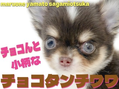 【 チワワ 】秋先取りのビターチョコカラー！ 写真映え抜群の小さめチワワをご紹介