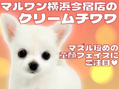 【 チワワ 】生後2ヶ月で660g！人懐っこさ全開！クリームチワワの女の子登場！