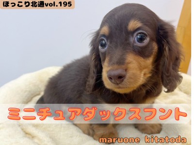 【 ほっこり北通vol.195 】深みのあるチョコタンカラーの甘えん坊王子様入店！