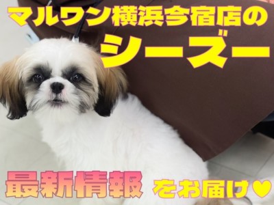 【 シーズー 】今宿店の癒し担当！ペチャ顔わんこのお散歩デビューに密着！