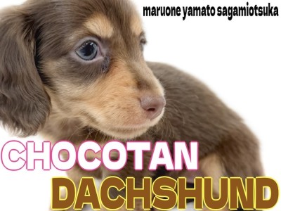 【 ダックスフント 】チョコタンの短足ガール！愛らしい顔と好奇心旺盛な性格に注目